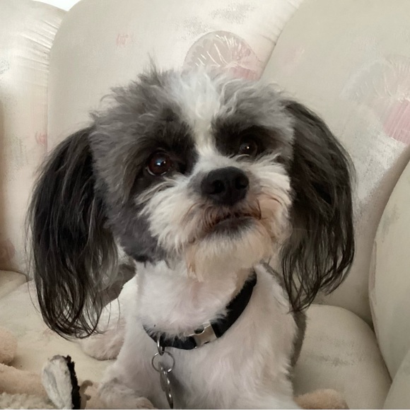 Meet your Posher, Nanette - Picture 1 of 1